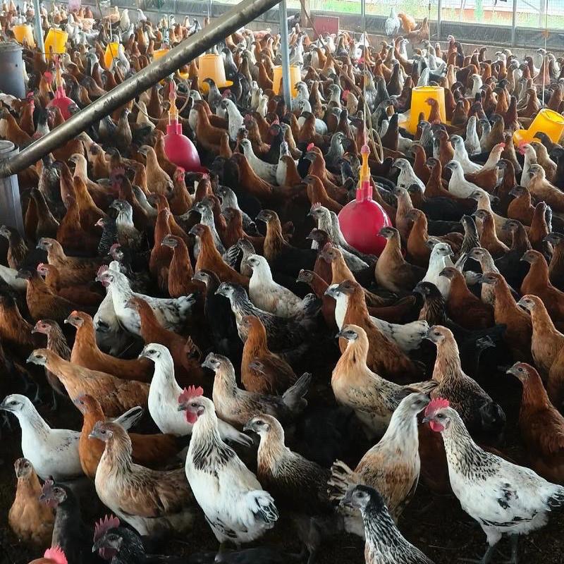 江北珍禽宠物店