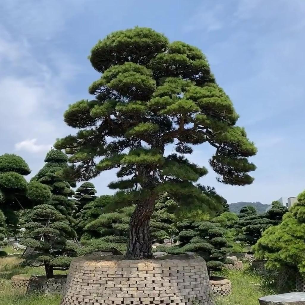 千奇盆景