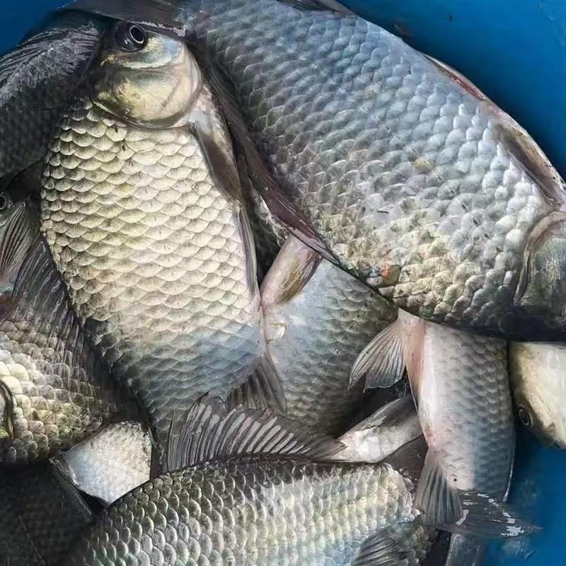 四川鱼来欢渔具授权店