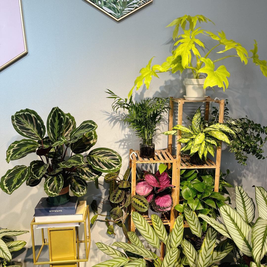 江苏安之韵(蝴蝶兰年宵花)