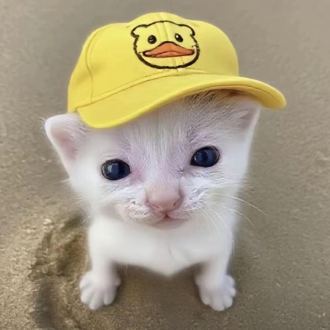 在下小羊忧忧