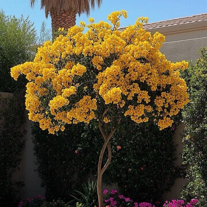 阿建三角梅基地