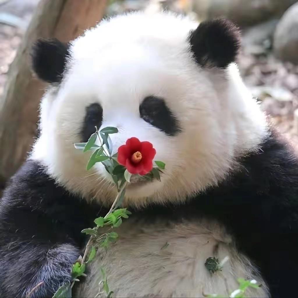 繁🌹似锦