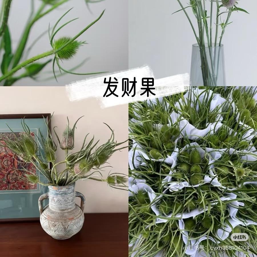 斗南豆鲜花直批