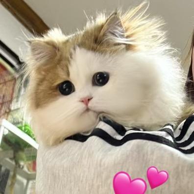 小萱猫舍（熊版金 矮脚minute）