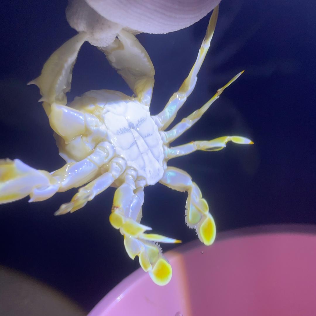 赶海慧慧｛海棠湾｝