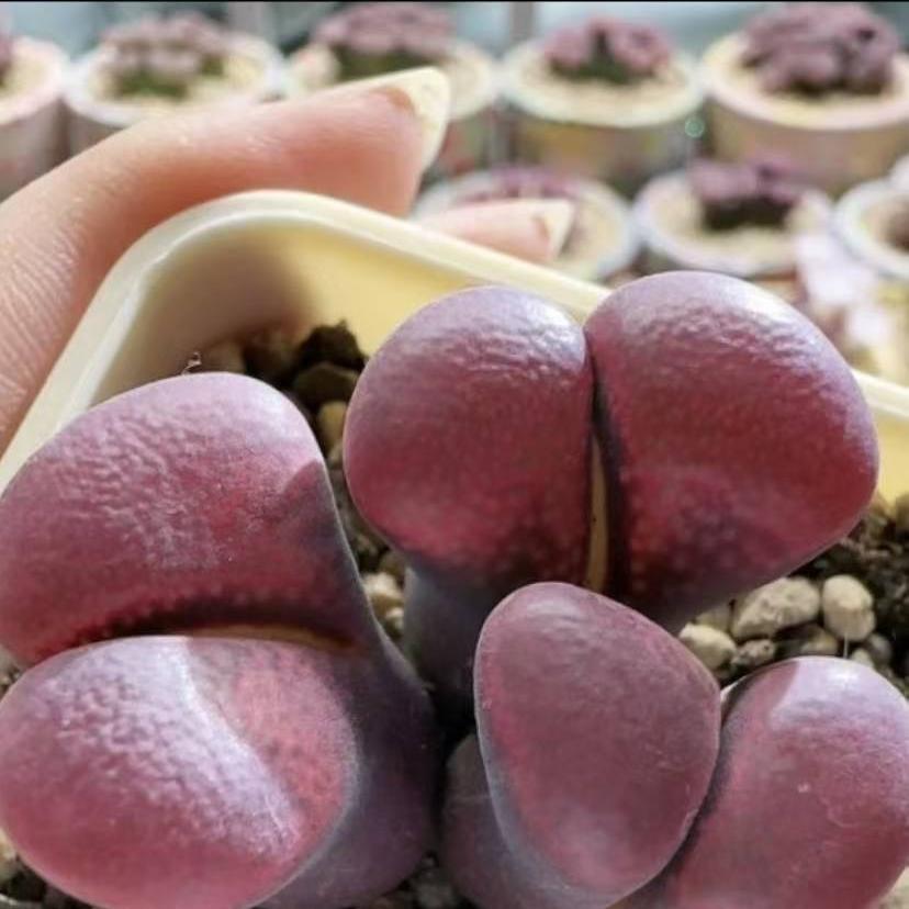 风之谷肉锥小铺