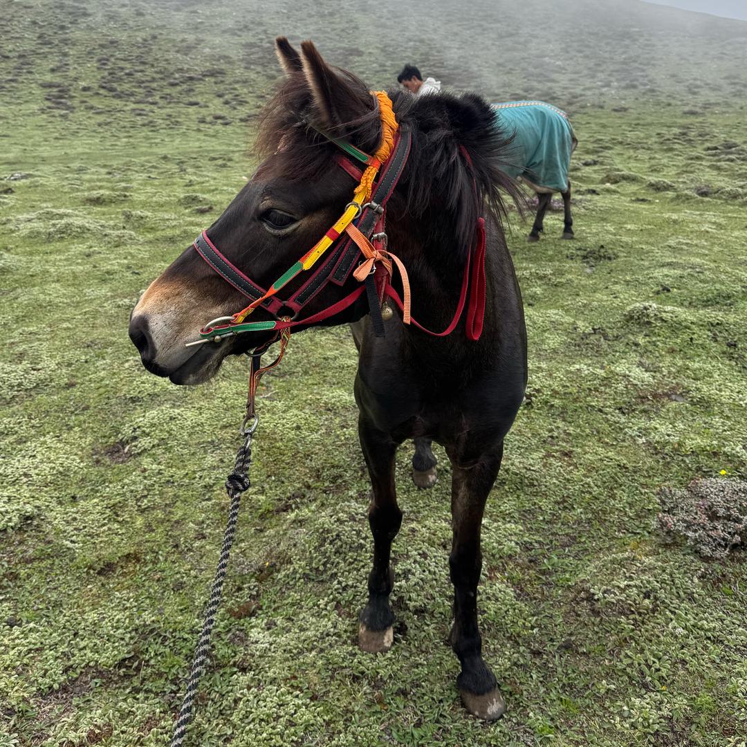 ༼གྲྭ་ ཆུང་🥇༽