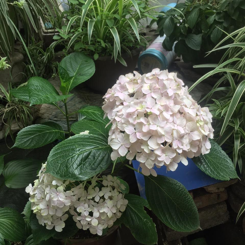蝶恋花。