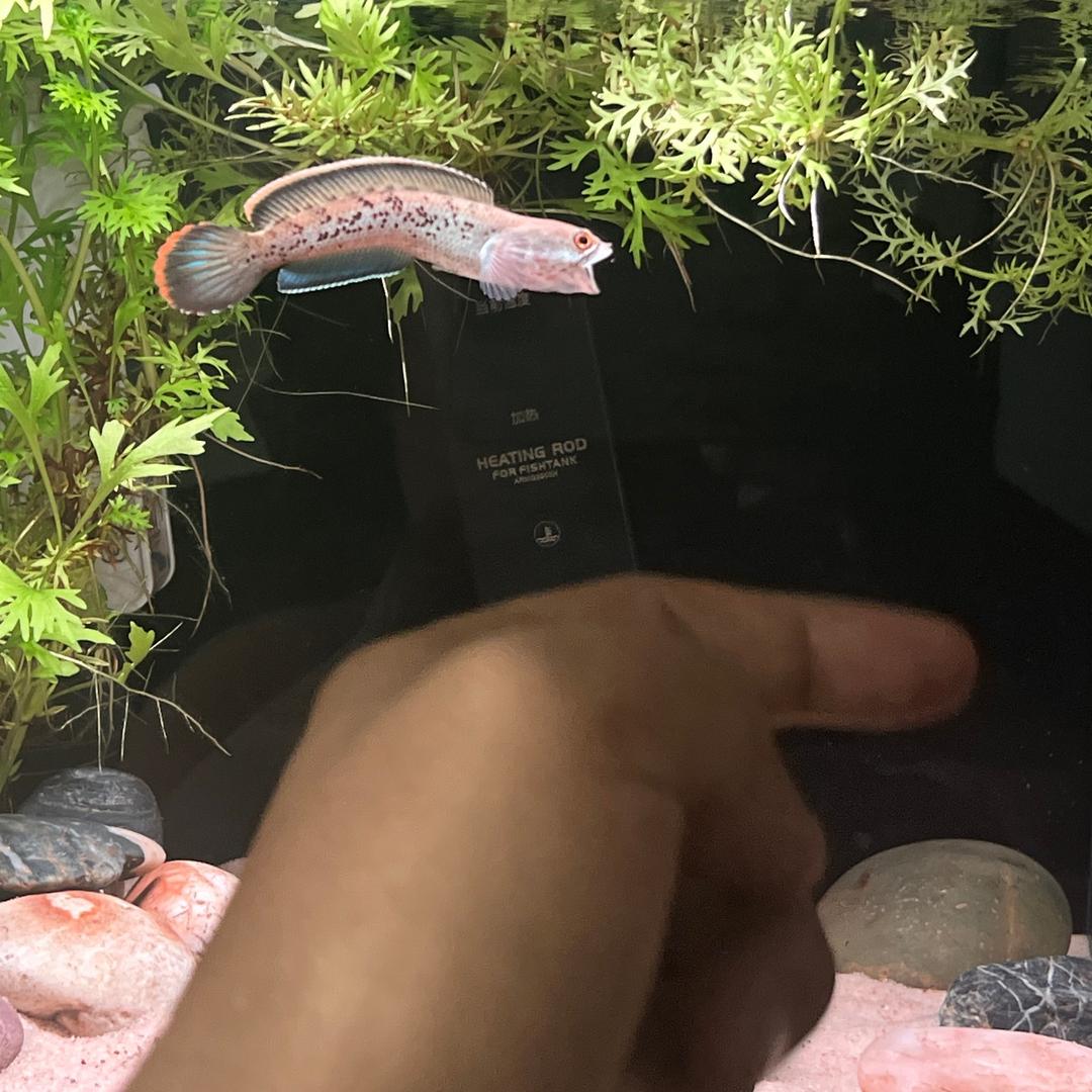 张达耶✌🏻