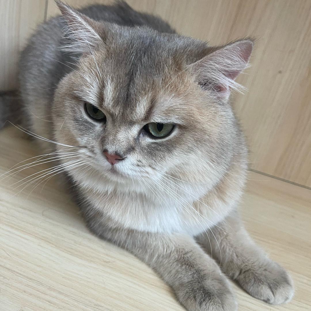 优秀的傲子