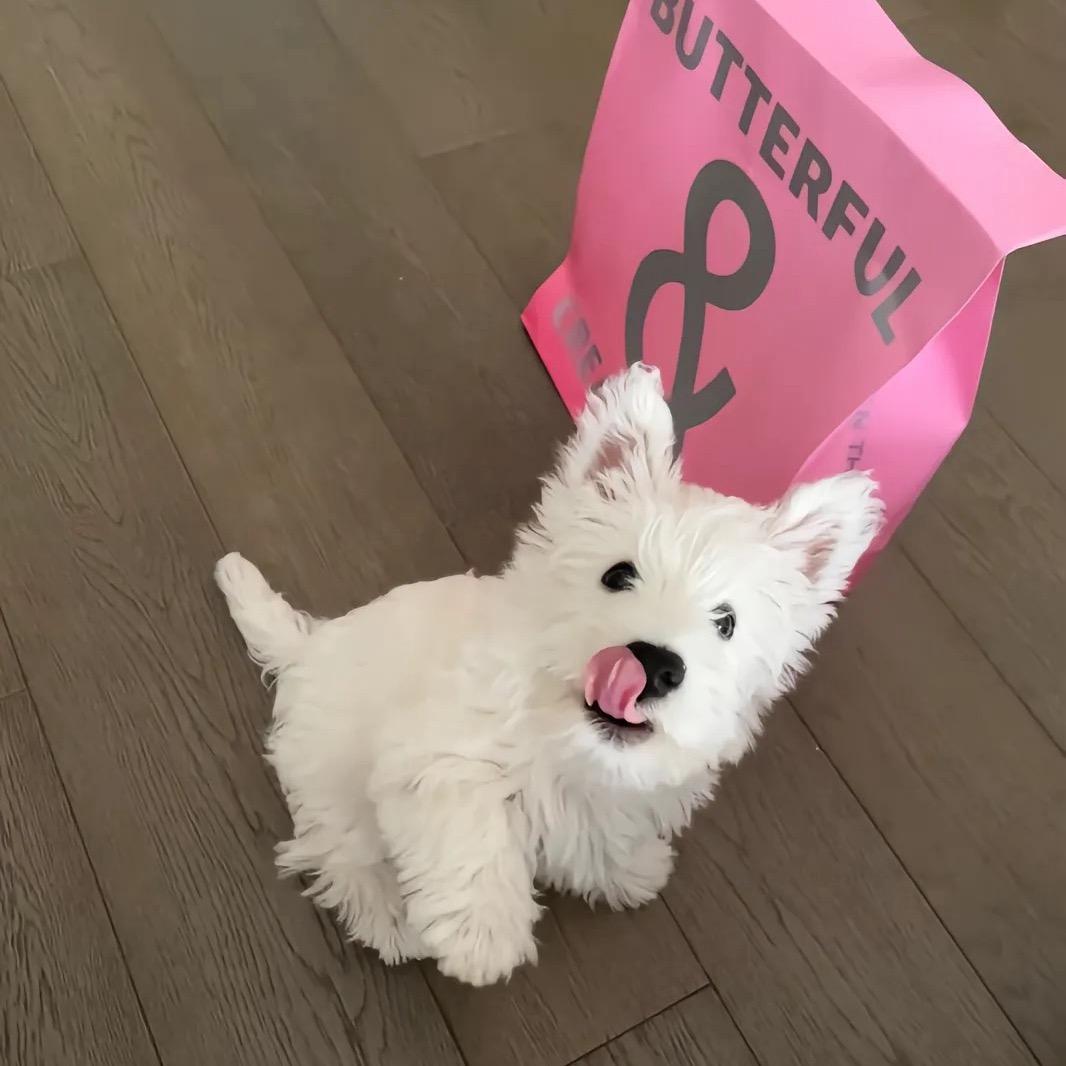 董小姐