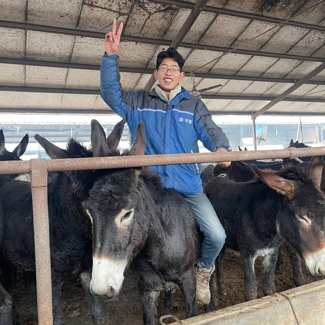 毛驴养殖