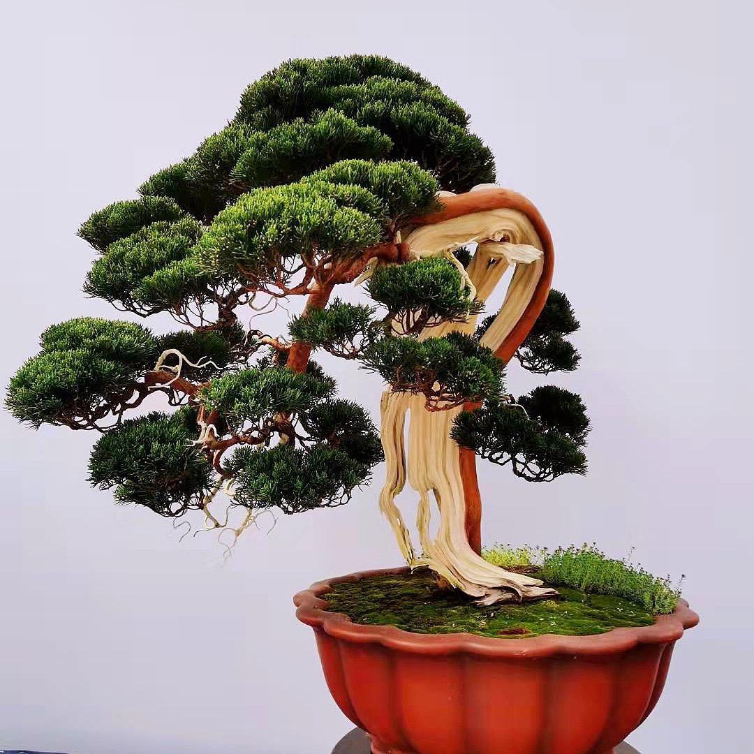 艺源盆景园艺