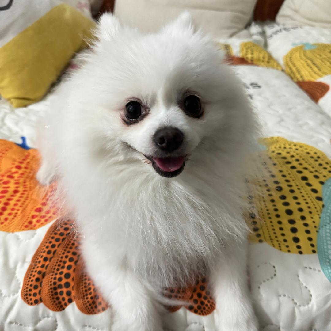 咔咔是只坏小狗