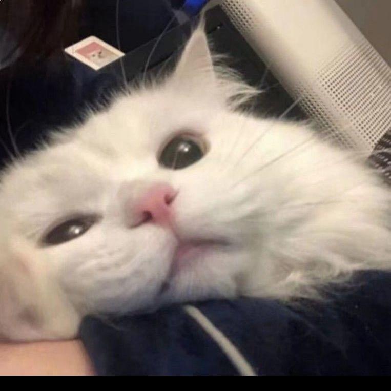 安安