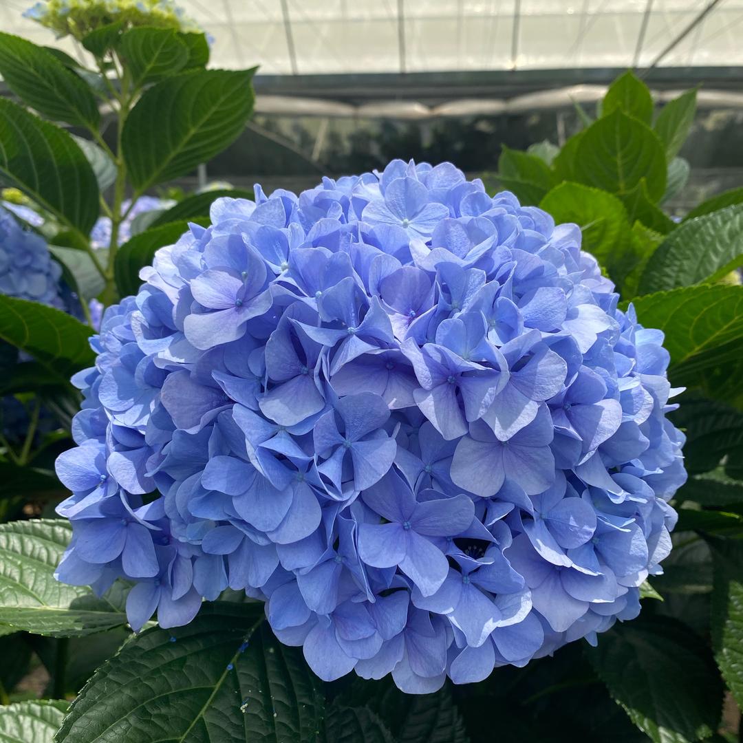 梁何花卉种植基地