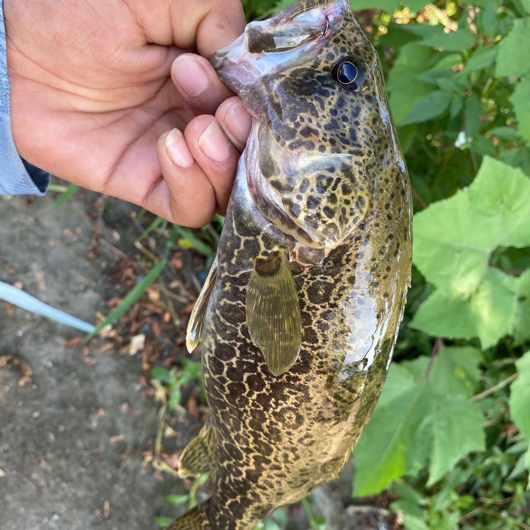 鱼儿🐟
