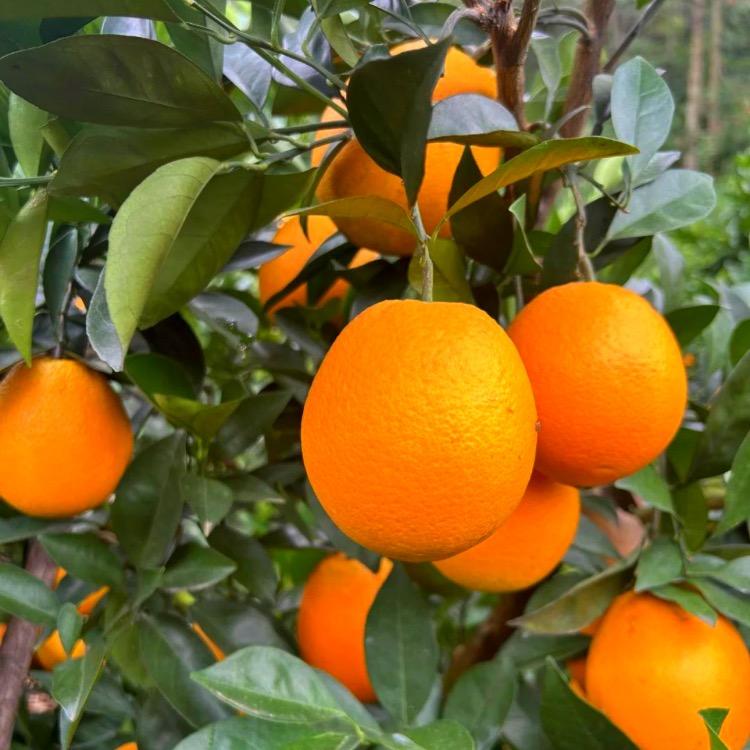 赣南脐橙明日达
