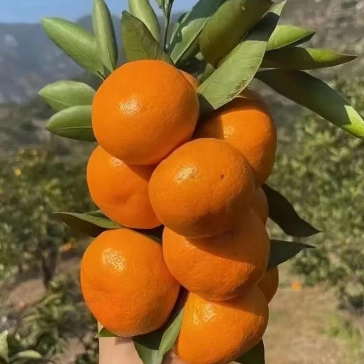 涌泉蜜桔真好吃