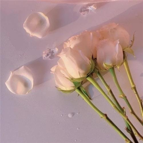 娜姐🌹