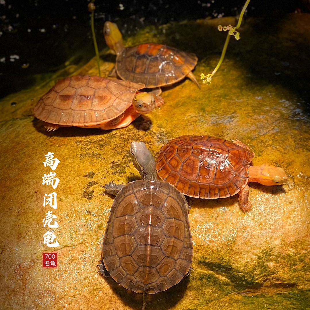 700名龟养殖基地
