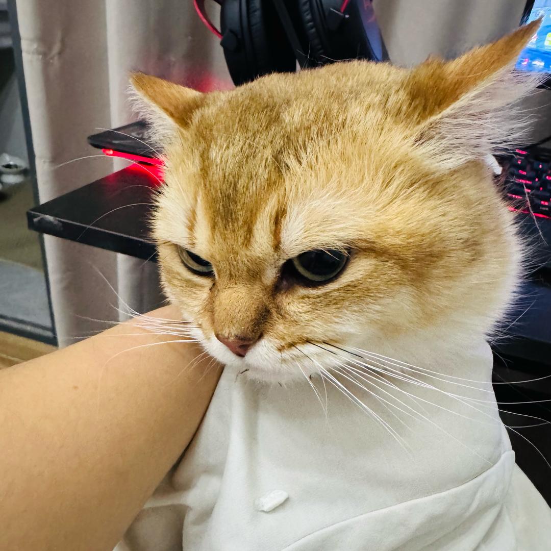 卉卉控