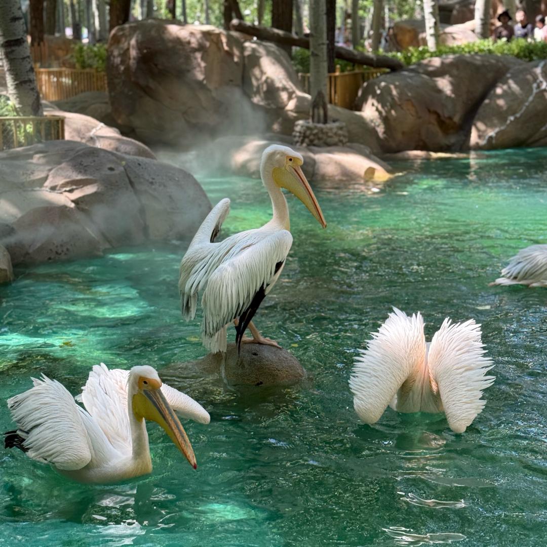 仙女🧚‍♀️丫