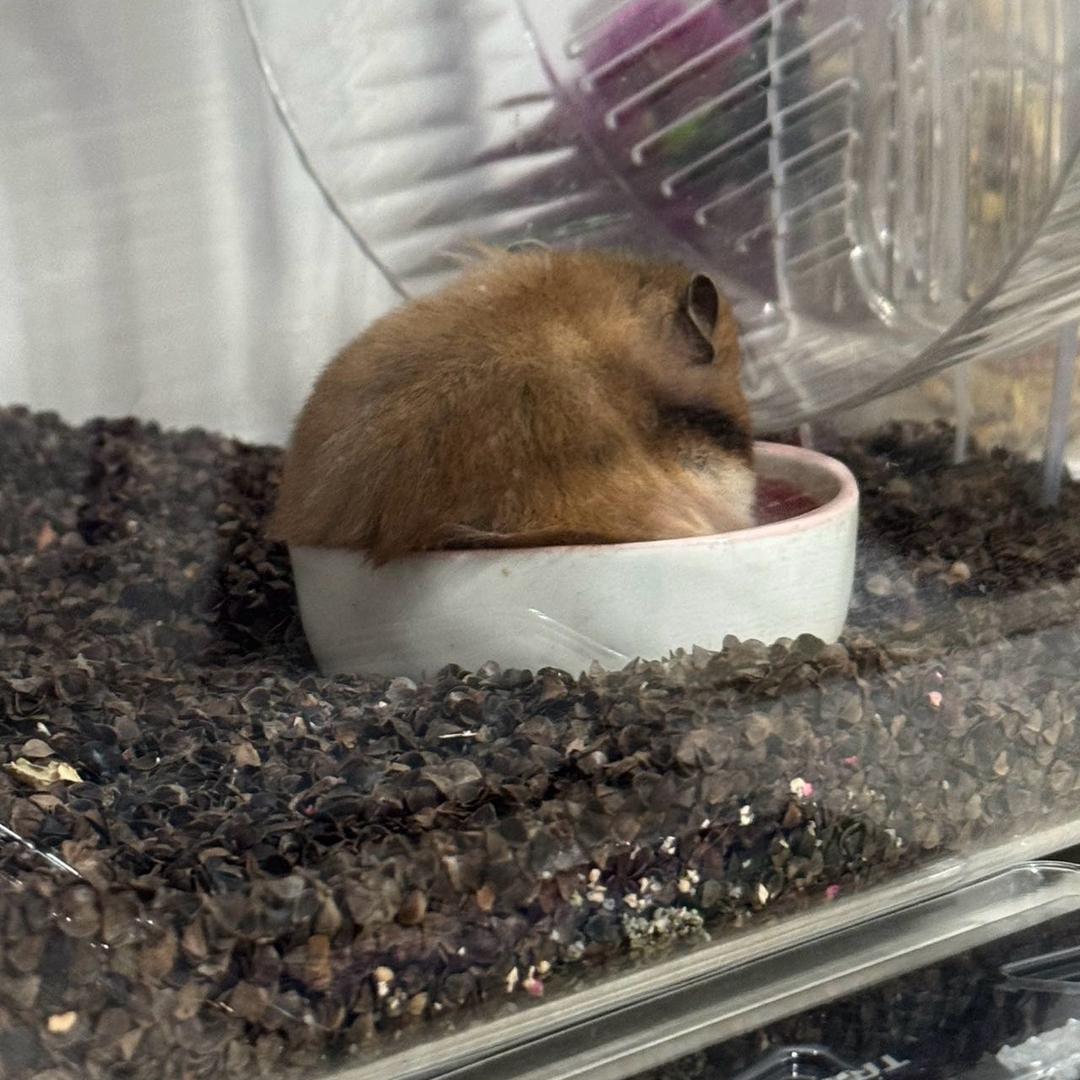 可呀