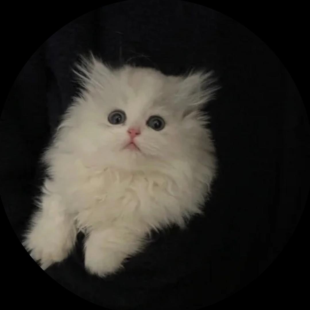 kaabby