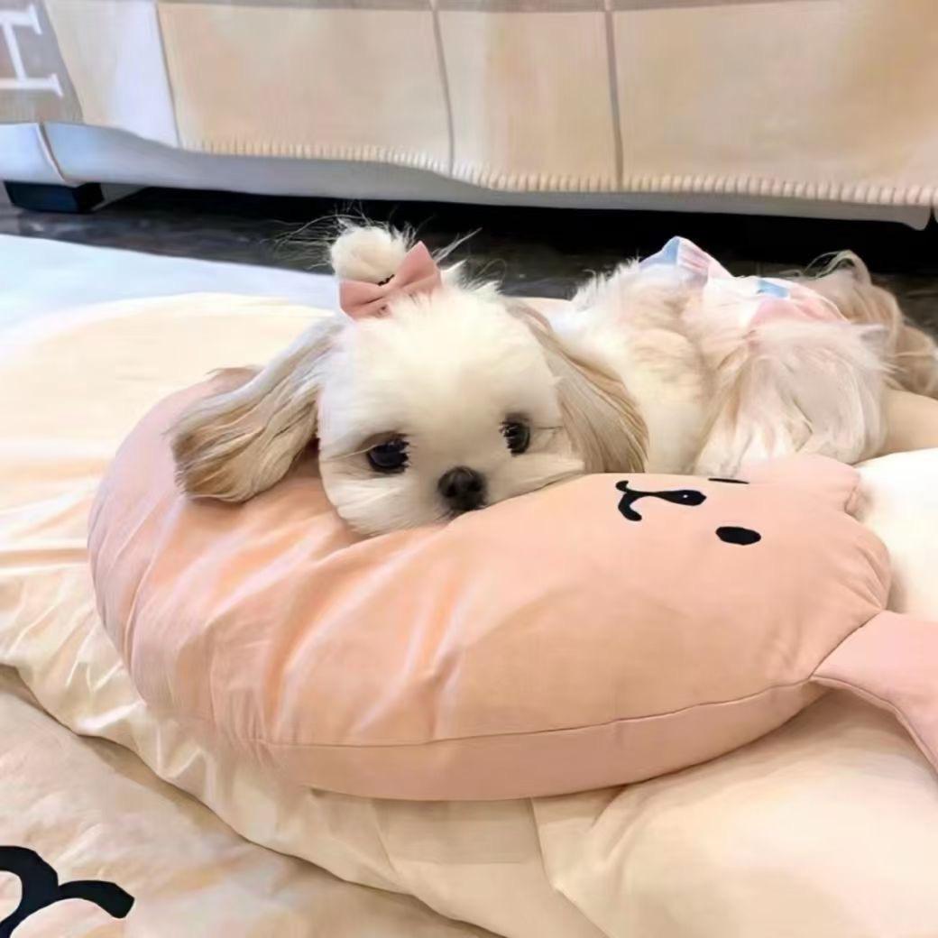 小🐑🐑