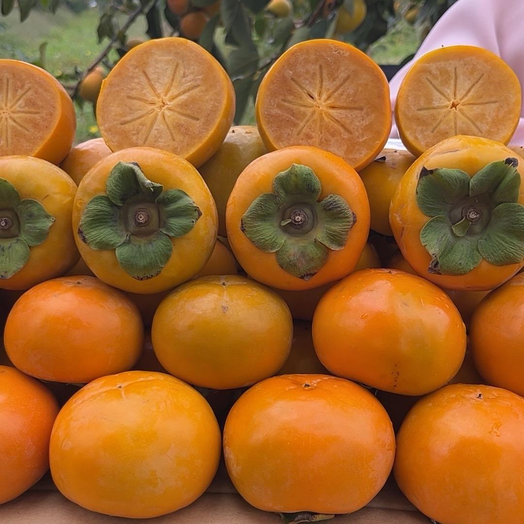 小姜回村巧克力脆柿的头像