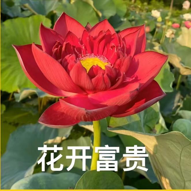 ꒰ঌᐢ.ˬ.ᐢ໒꒱