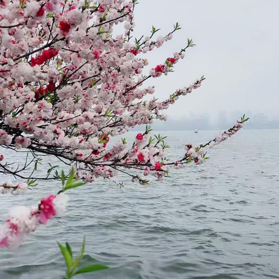 子兰姐