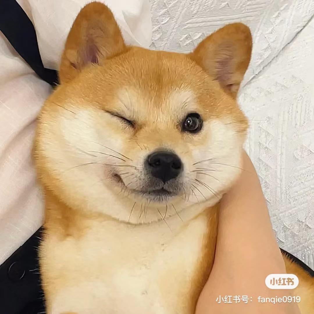 真诚淘宠～