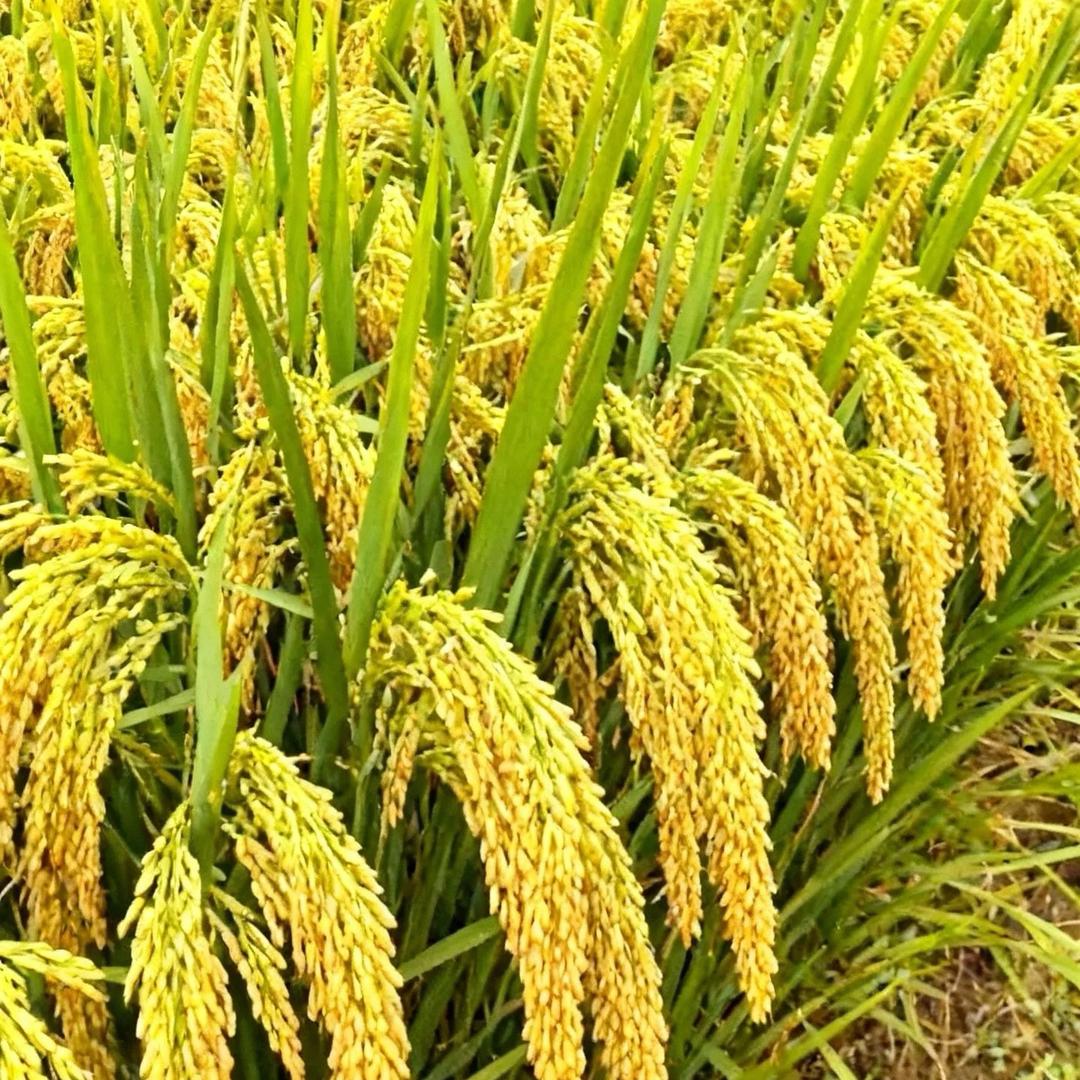 凡人哥(农资人）