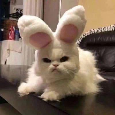 XXL🐰