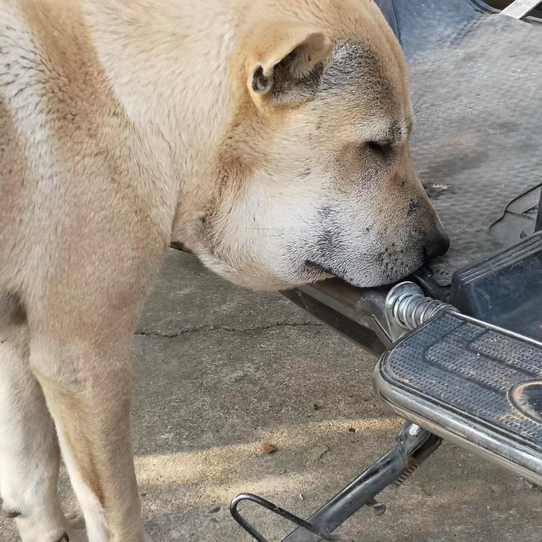 野猪克星 中华田园犬