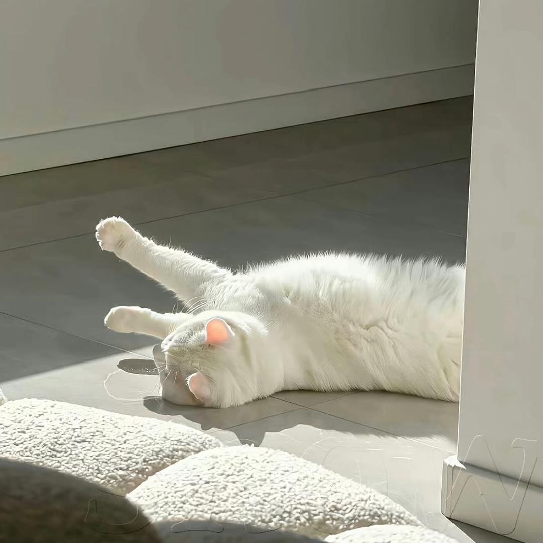 ㅤㅤㅤㅤㅤㅤㅤㅤㅤㅤㅤㅤ ㅤㅤ