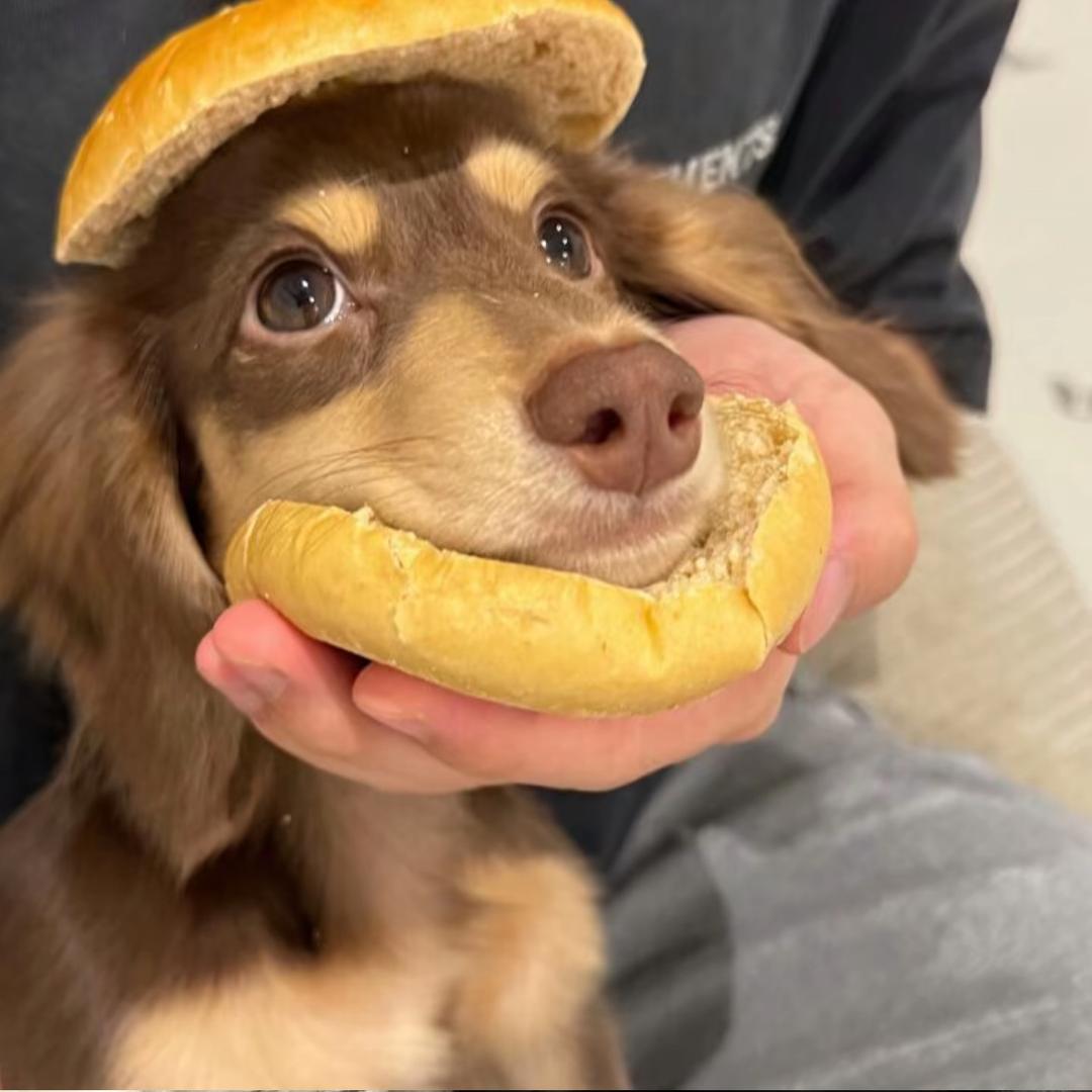 什么羊不羊