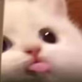 吉宝宝宝宝宝