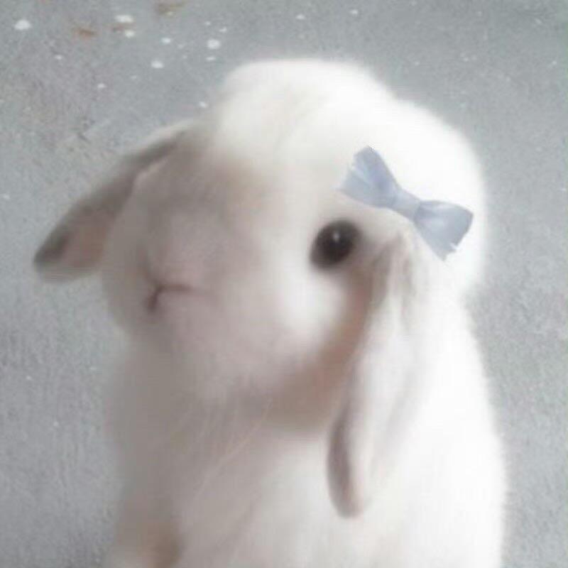 不可以吃兔兔了la（⁎⁍̴̛ᴗ⁍̴̛⁎