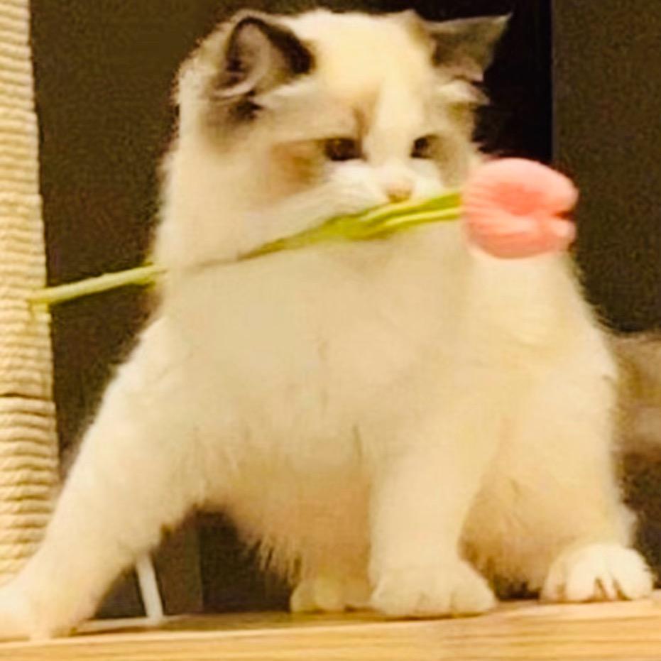 夜🐱自由流浪💪