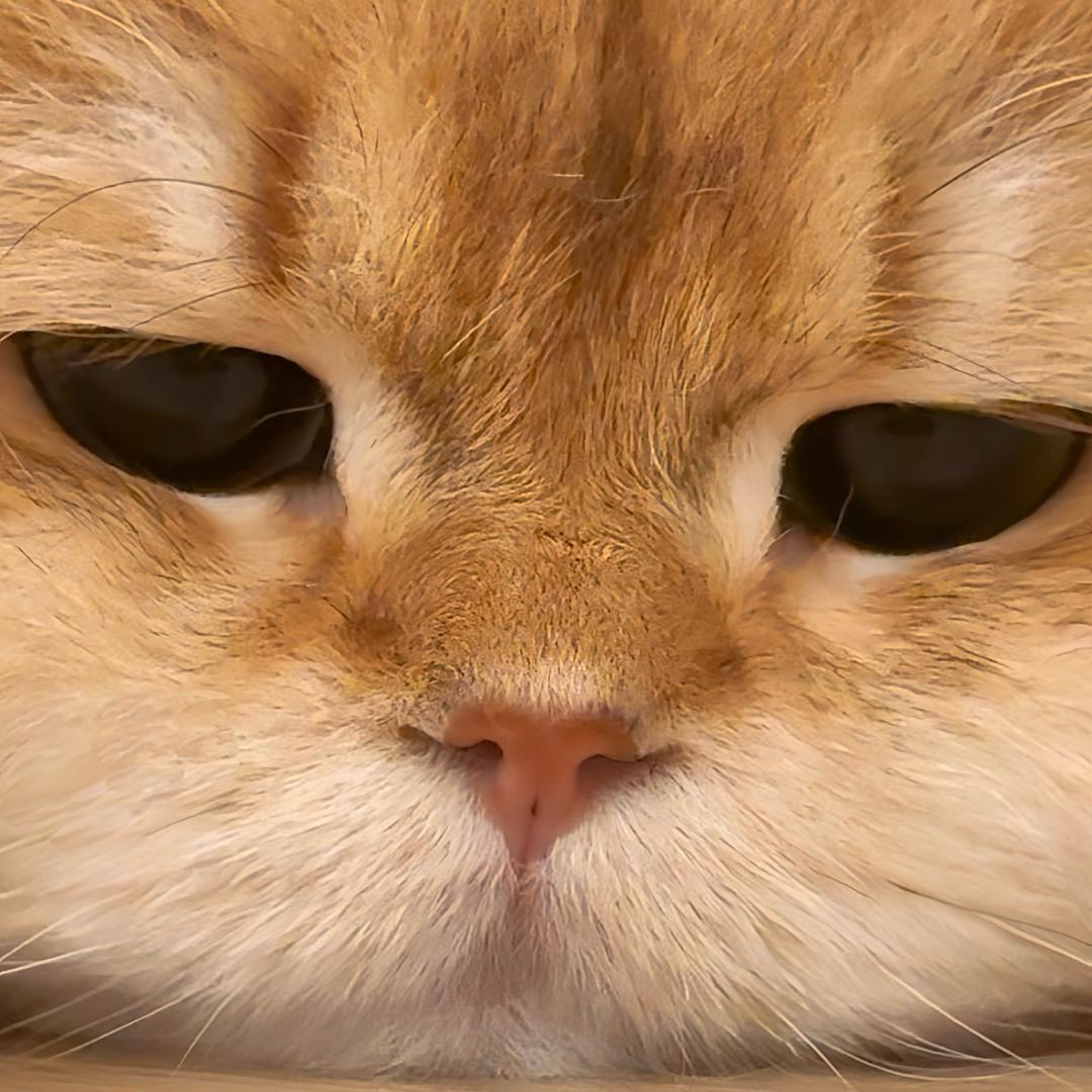 昭昭