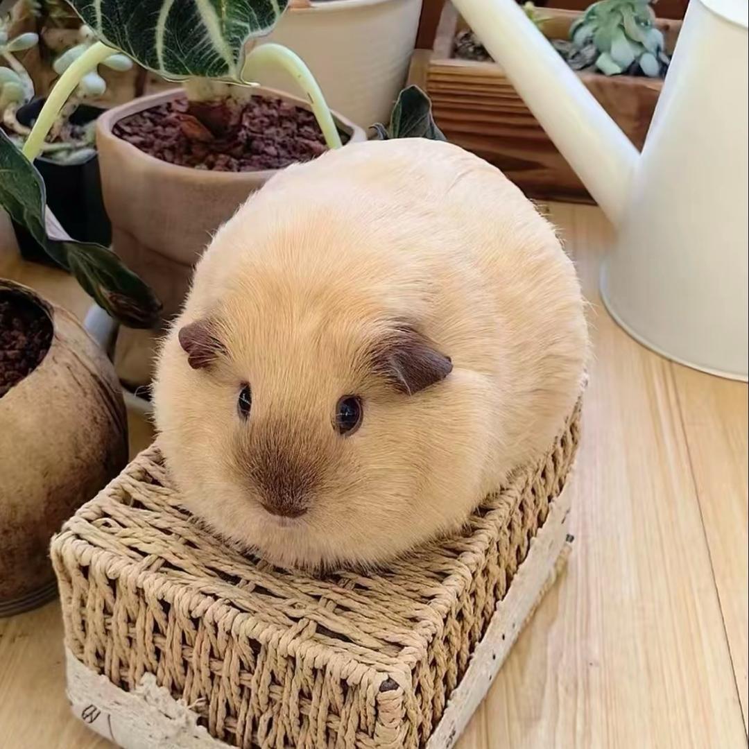 猪乐堡（荷兰猪🐷）