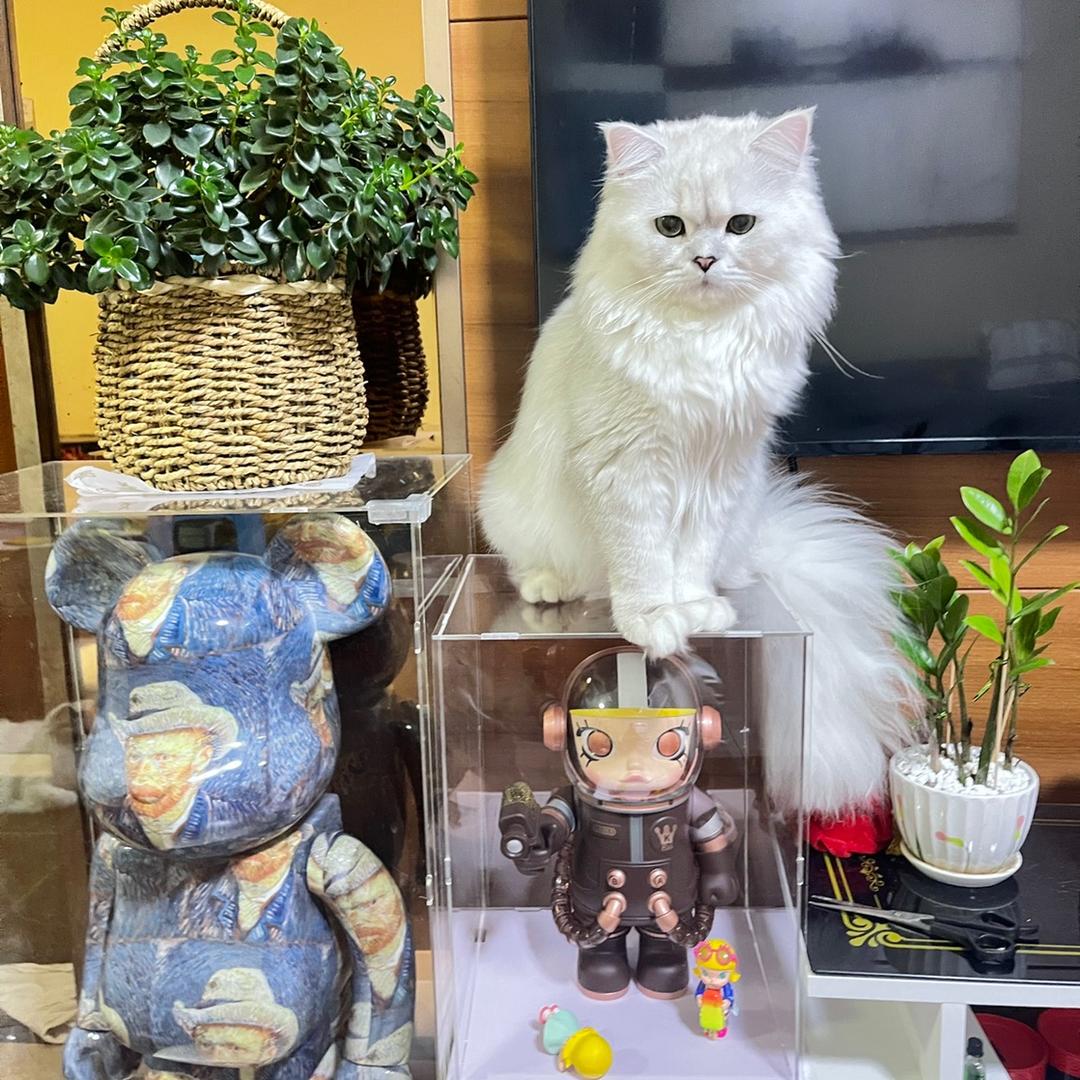🌈🌈招财猫