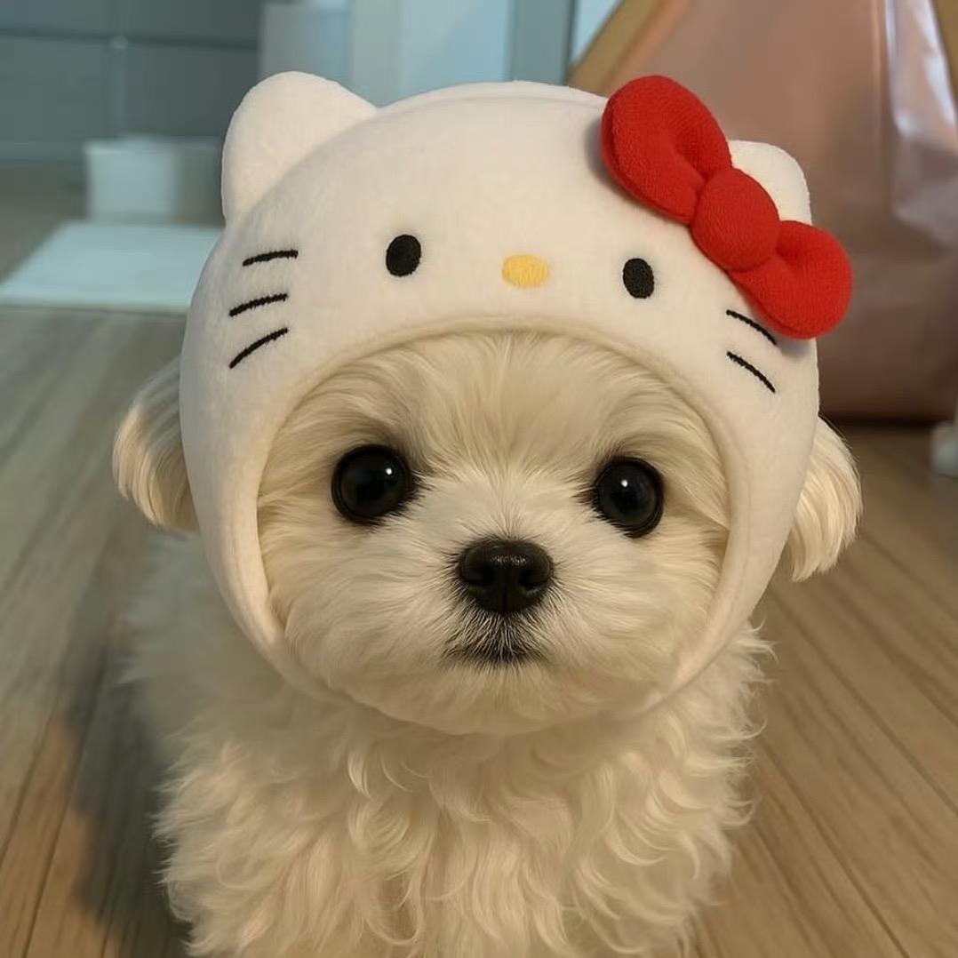 小圆宝💤