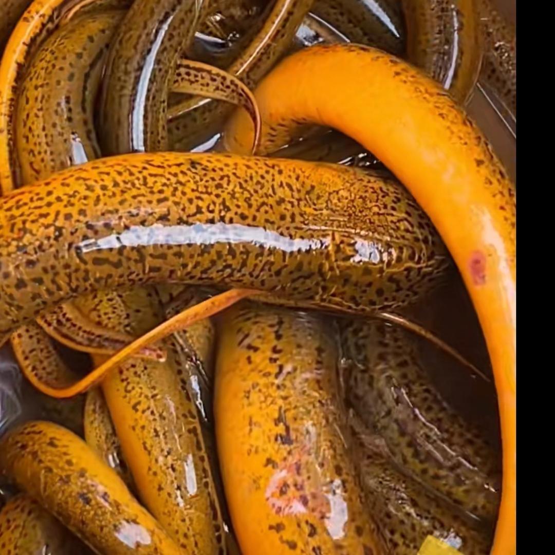 江苏黄鳝驯化苗养殖