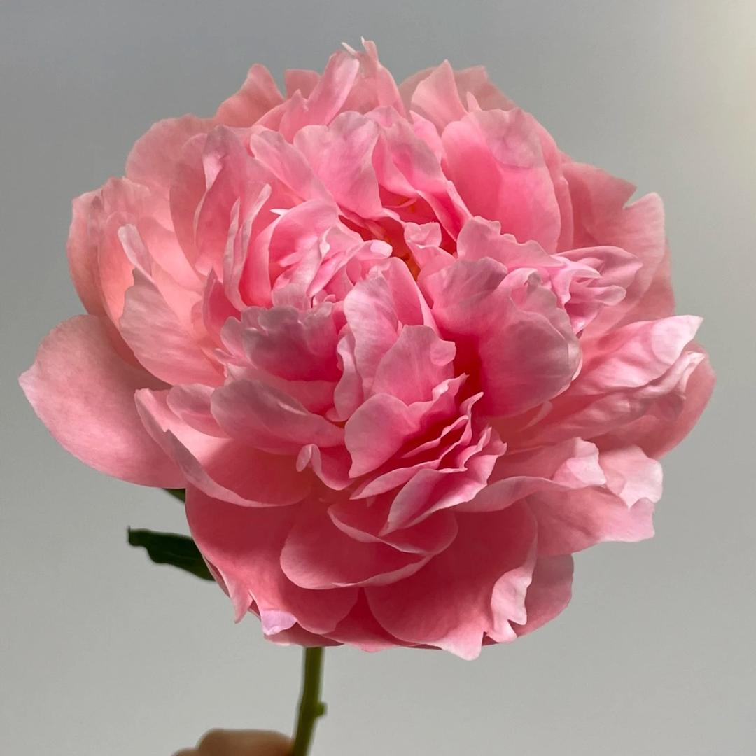 芍药之家