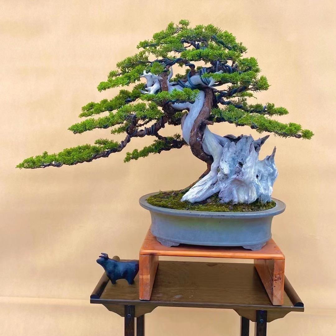 朵萃精品园艺